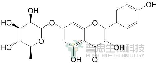 山柰酚